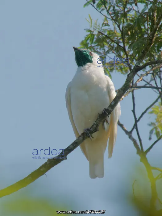 : Bare-throated Bellbird Procnias nudicollis Atlantic : Bare-throated Bellbird Procnias nudicollis Atlantic