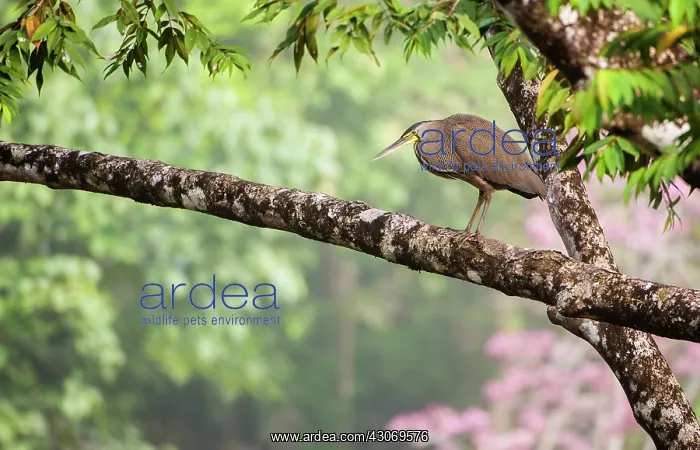 : Bare-throated Tiger Heron : Bare-throated Tiger Heron