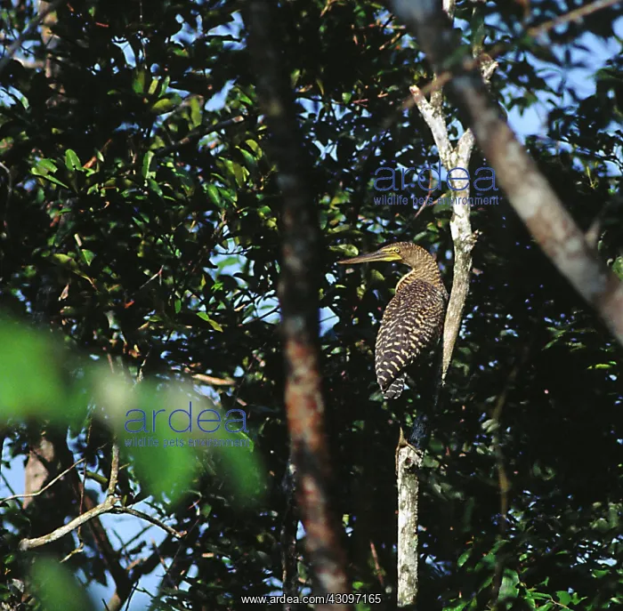 : Bare-Throated Tiger-Heron : Bare-Throated Tiger-Heron
