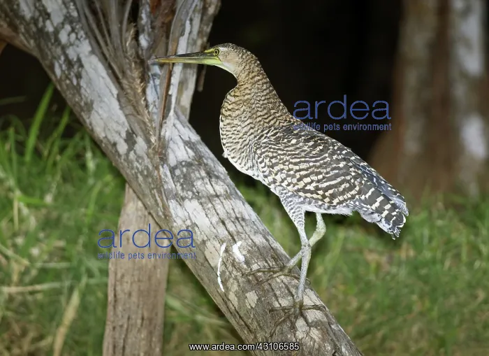 : Bare-throated tiger heron : Bare-throated tiger heron