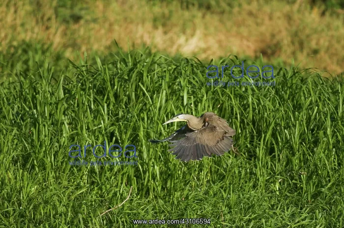 : Bare-throated tiger heron : Bare-throated tiger heron