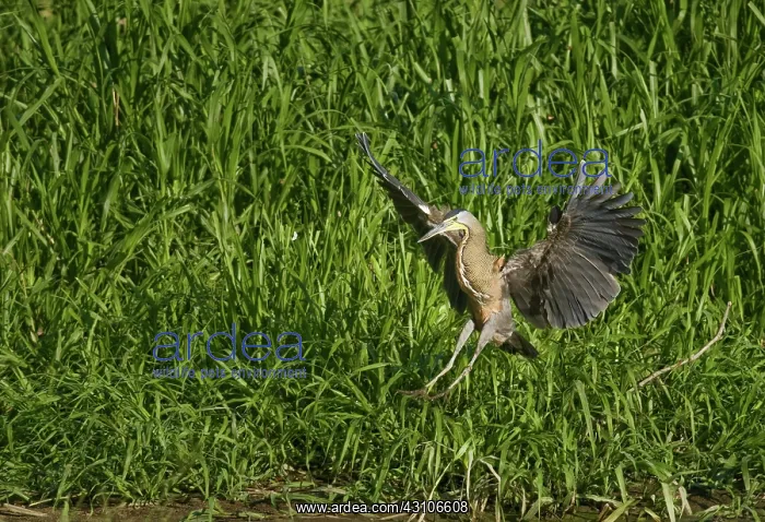 : Bare-throated tiger heron : Bare-throated tiger heron