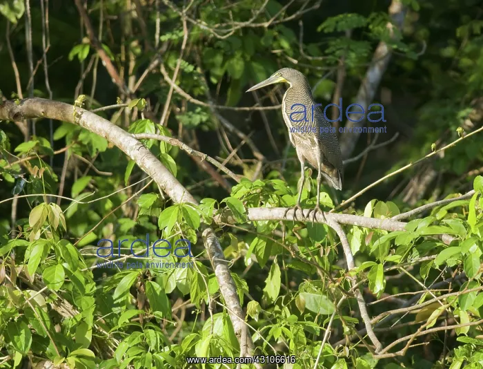 : Bare-throated tiger heron : Bare-throated tiger heron