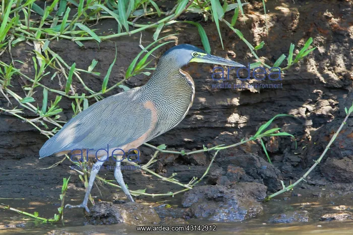 : Bare-throated Tiger-Heron : Bare-throated Tiger-Heron