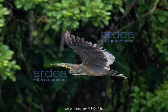 : Bare-throated Tiger Heron : Bare-throated Tiger Heron