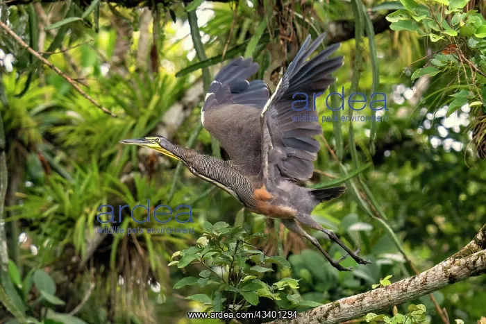 : Bare-throated Tiger Heron : Bare-throated Tiger Heron