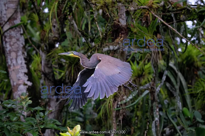 : Bare-throated Tiger Heron : Bare-throated Tiger Heron