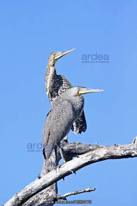 : Bare-throated Tiger Heron. Adult front and immature rear : Bare-throated Tiger Heron. Adult front and immature rear