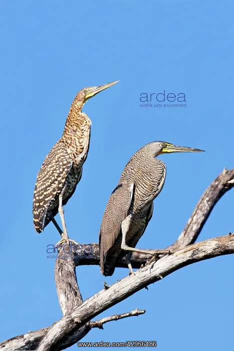 : Bare-throated Tiger Heron. Adult on right and immature : Bare-throated Tiger Heron. Adult on right and immature