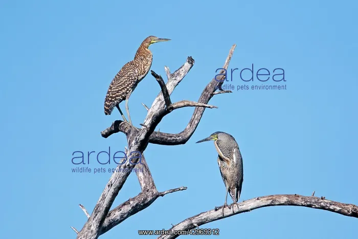 : Bare-throated Tiger Heron. Adult on right and immature : Bare-throated Tiger Heron. Adult on right and immature