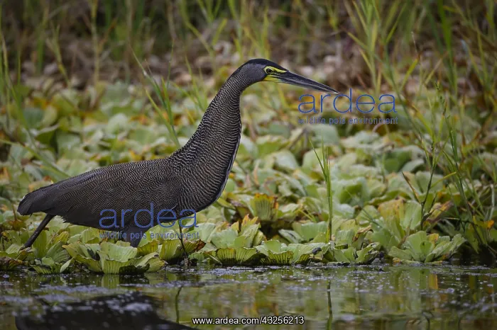  : Bare-throated Tiger-Heron - Bare-throated Tiger-Heron