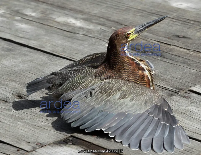 : Bare-throated Tiger-Heron - drying wings : Bare-throated Tiger-Heron - drying wings