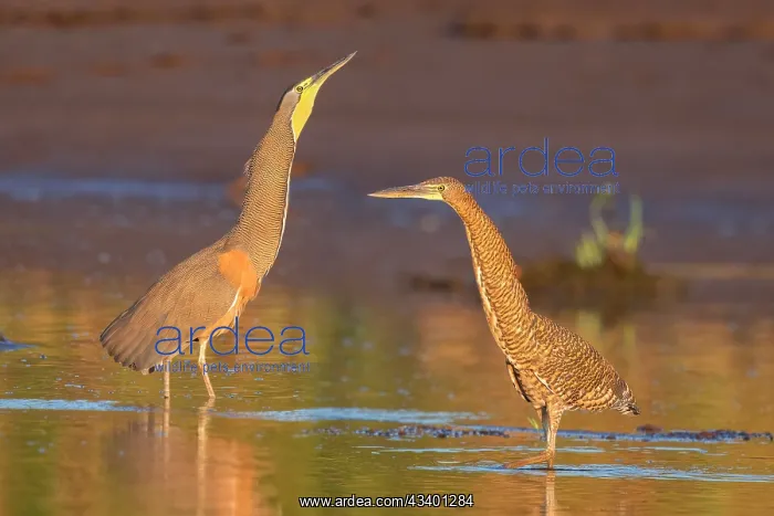 : Bare-throated Tiger Heron Foraging for eels : Bare-throated Tiger Heron Foraging for eels