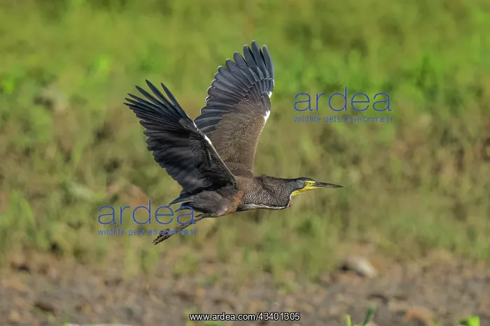 : Bare-throated Tiger Heron Foraging for eels : Bare-throated Tiger Heron Foraging for eels