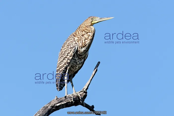 : Bare-throated Tiger Heron. Immature : Bare-throated Tiger Heron. Immature