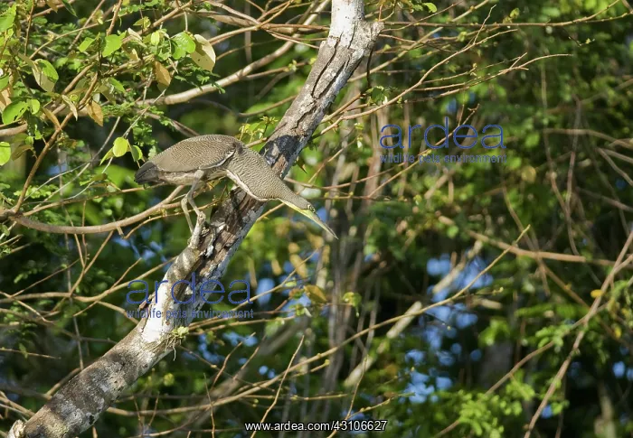 : Bare-throated tiger heron, Tigrisoma mexicanum : Bare-throated tiger heron, Tigrisoma mexicanum