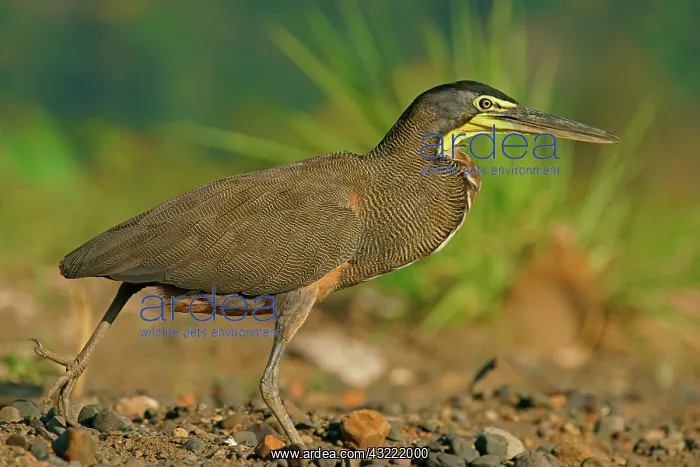 : Bare-Throated Tiger Heron (Tigrisoma mexicanum) : Bare-Throated Tiger Heron (Tigrisoma mexicanum)