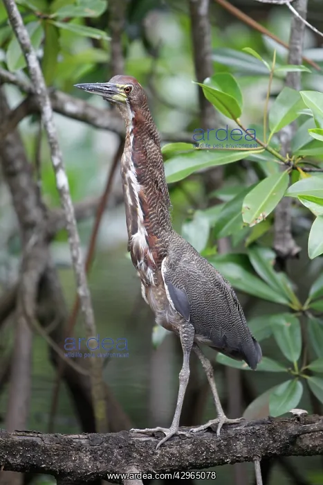 : Bare-throated Tiger-Heron - Venezuela : Bare-throated Tiger-Heron - Venezuela