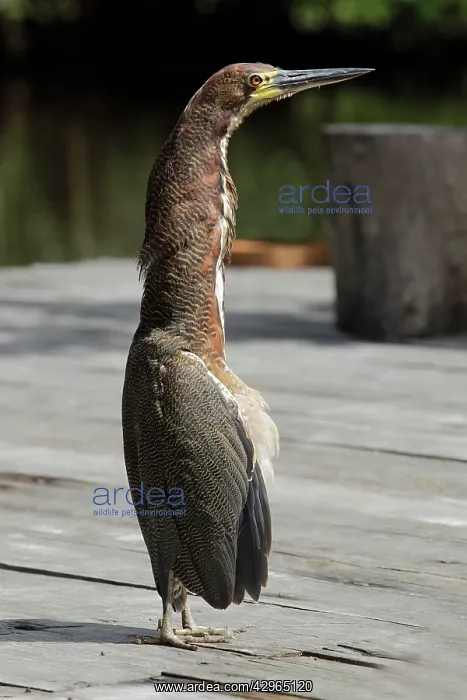 : Bare-throated Tiger-Heron - Venezuela : Bare-throated Tiger-Heron - Venezuela
