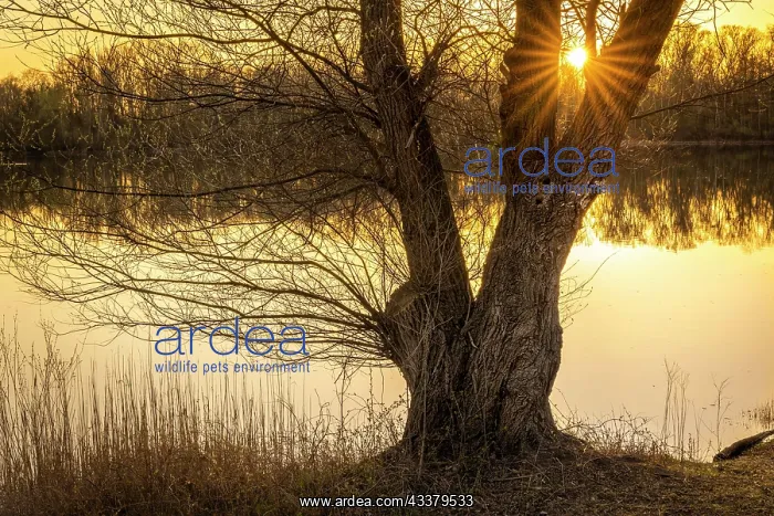 : A bare tree by a lake at sunset, with sun star : A bare tree by a lake at sunset, with sun star