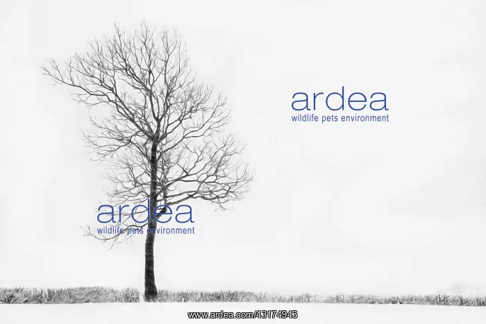 : Bare winter tree in a hedgerow surrounded by a snow covered : Bare winter tree in a hedgerow surrounded by a snow covered