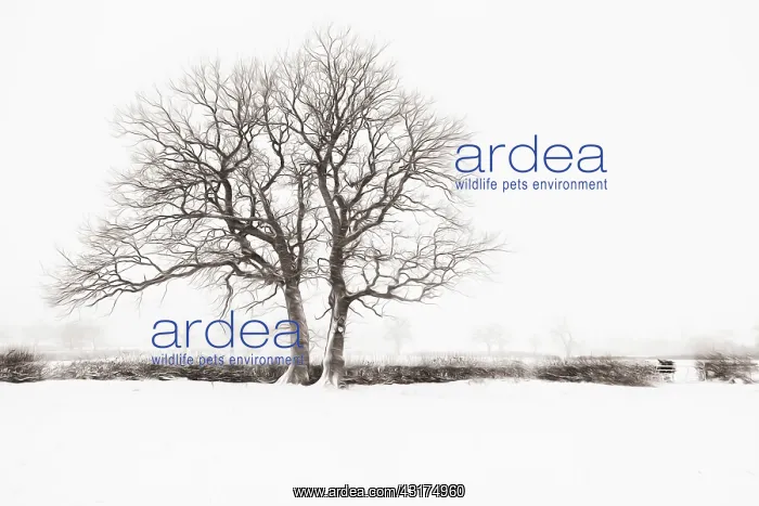 : Bare winter trees in a hedgerow surrounded by a snow covered : Bare winter trees in a hedgerow surrounded by a snow covered
