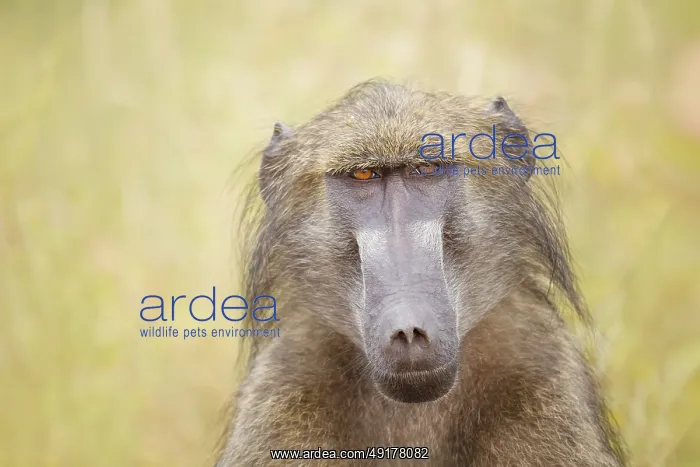  : Barenpavian, Papio ursinus Chacma Baboon