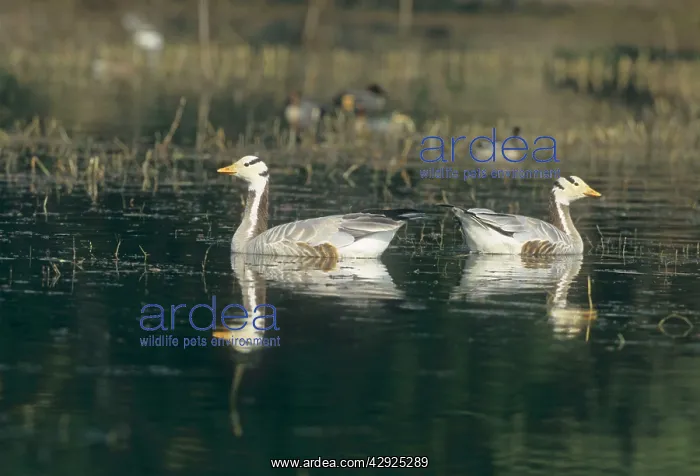 : Barheaded Geese - in the lake : Barheaded Geese - in the lake