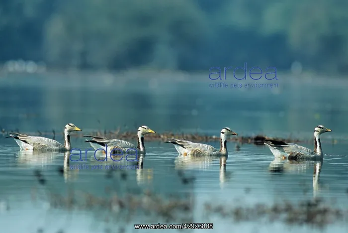 : Barheaded GEESE - Four on water in a line : Barheaded GEESE - Four on water in a line