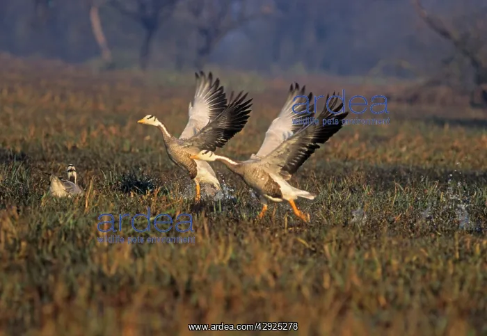 : Barheaded Goose - taking-off : Barheaded Goose - taking-off