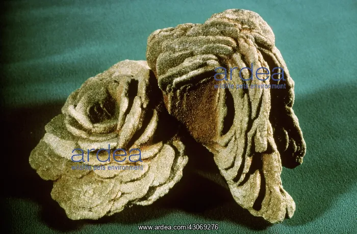 : Barite roses from Noble, Colorado : Barite roses from Noble, Colorado