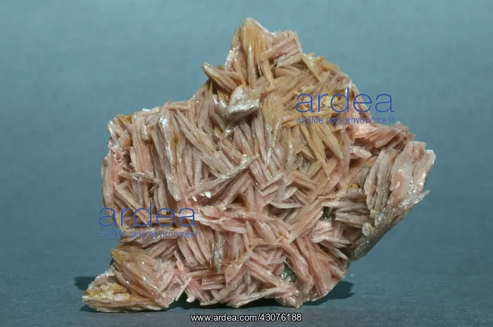 : Barite. Cockscomb barite from Morocco : Barite. Cockscomb barite from Morocco