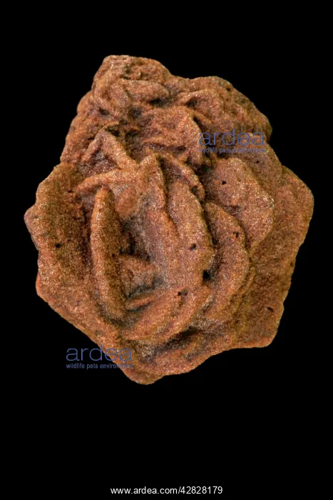 : Barite (BaS04) on Cerrusite : Barite (BaS04) on Cerrusite
