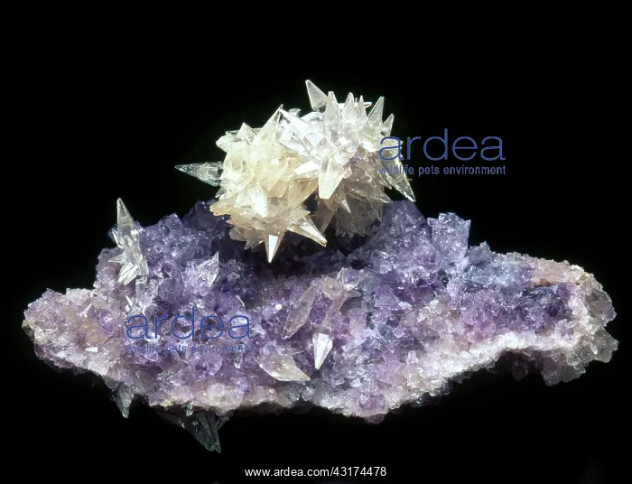 : Barite on Fluorite : Barite on Fluorite