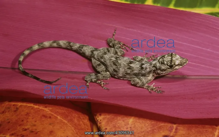 : Bark Anole : Bark Anole