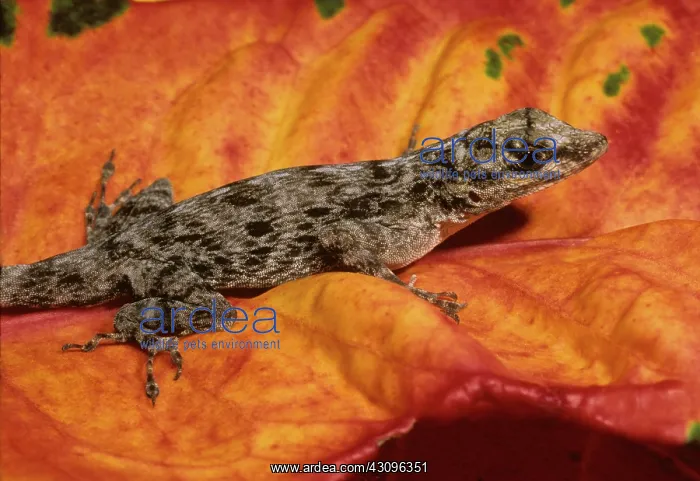 : Bark Anole : Bark Anole