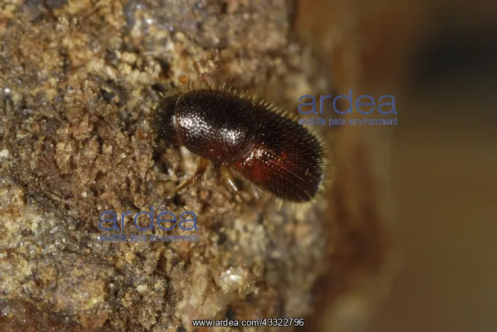 : Bark beetle : Bark beetle