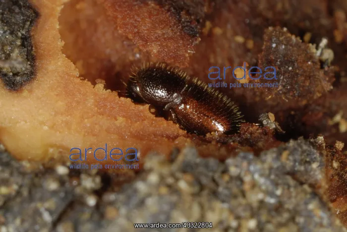 : Bark beetle : Bark beetle