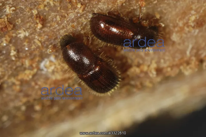 : Bark beetle : Bark beetle