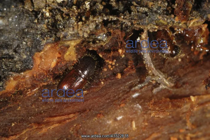 : Bark beetle : Bark beetle