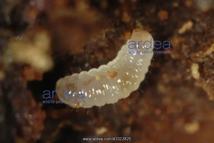 : Bark beetle : Bark beetle