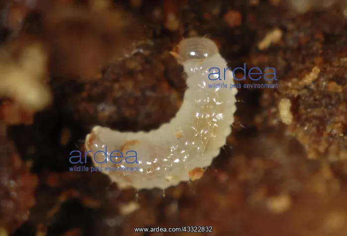 : Bark beetle : Bark beetle