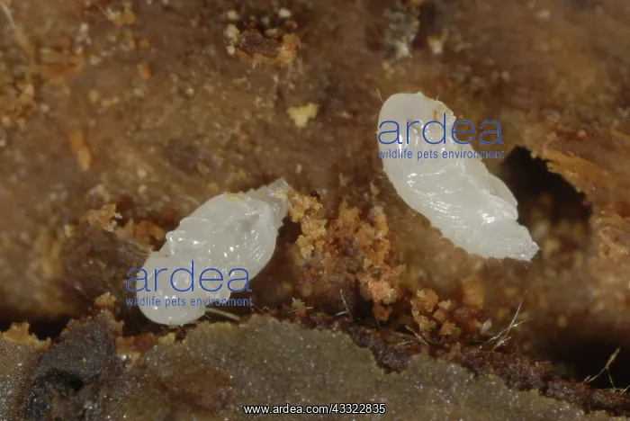 : Bark beetle : Bark beetle