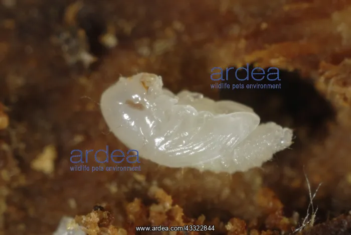 : Bark beetle : Bark beetle