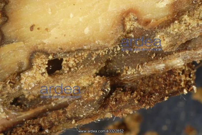 : Bark beetle : Bark beetle