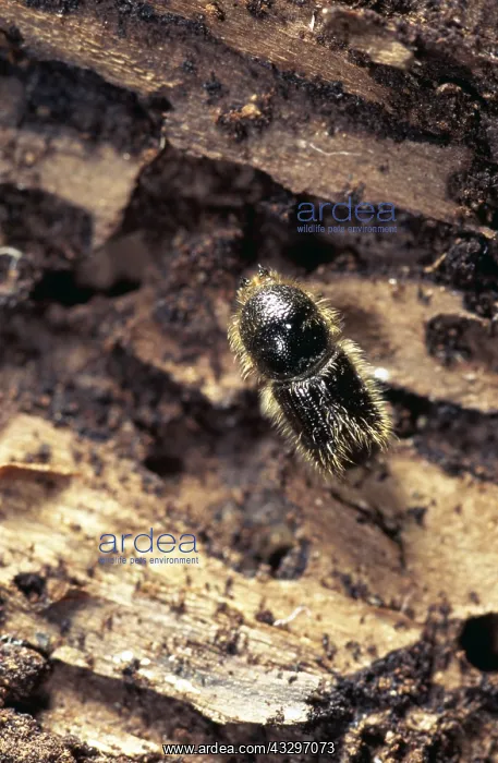 : BARK BEETLE - On bark, Pine tree pest : BARK BEETLE - On bark, Pine tree pest