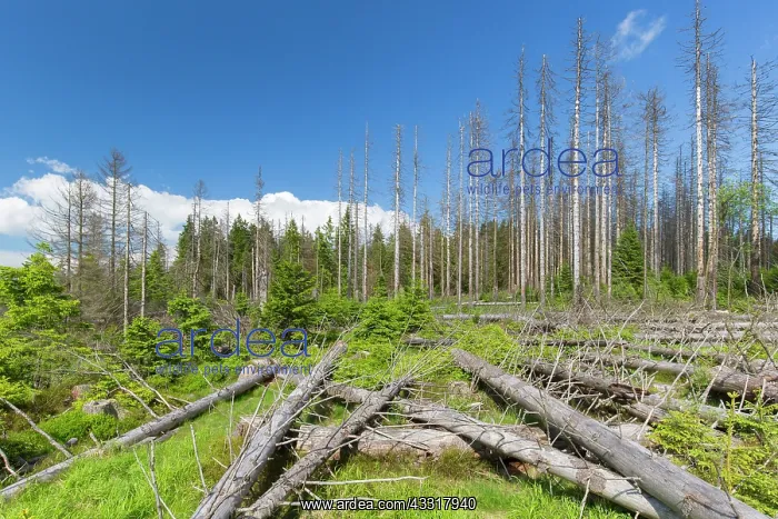 : Bark Beetle - tree damage caused by bark beetles : Bark Beetle - tree damage caused by bark beetles