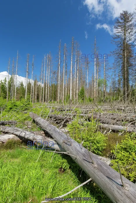 : Bark Beetle - tree damage caused by bark beetles : Bark Beetle - tree damage caused by bark beetles