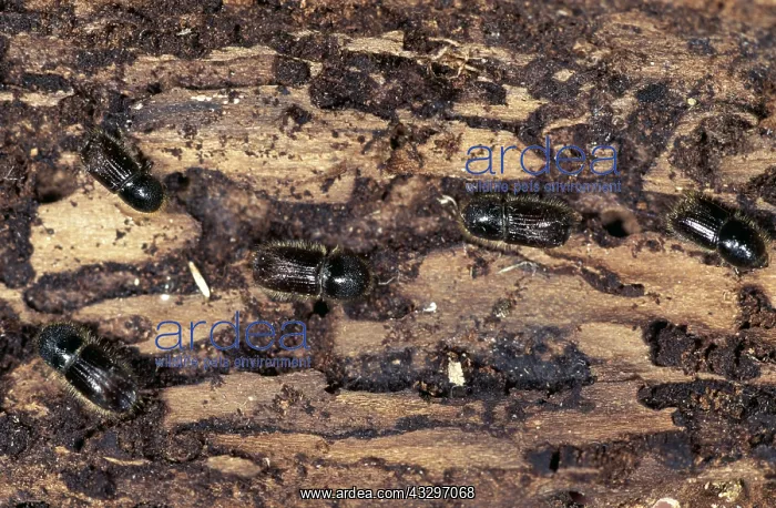 : BARK BEETLES - X5 ON BARK - Pine tree pest : BARK BEETLES - X5 ON BARK - Pine tree pest