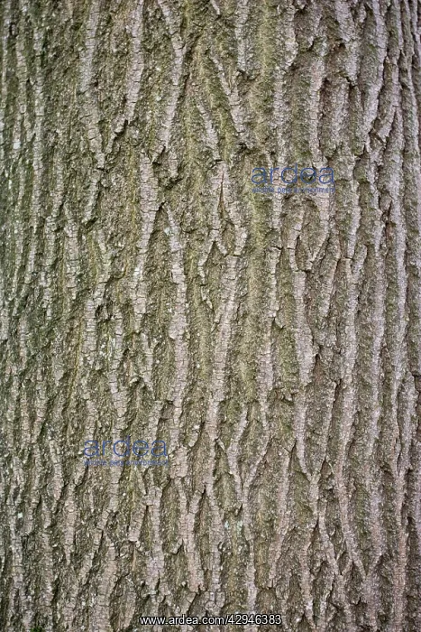 : Bark of Common ash : Bark of Common ash